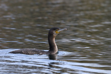 Des perches pour les Grands Cormorans Image 12