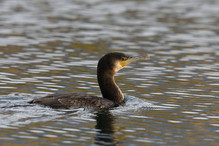 Des perches pour les Grands Cormorans Image 14