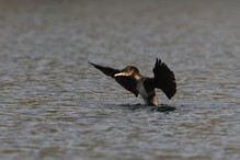 Des perches pour les Grands Cormorans Image 16