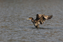 Des perches pour les Grands Cormorans Image 17