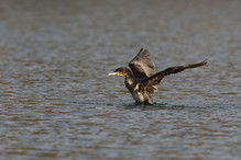 Des perches pour les Grands Cormorans Image 18