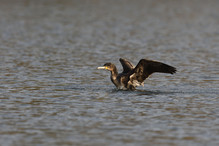 Des perches pour les Grands Cormorans Image 19