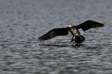 Des perches pour les Grands Cormorans Bild 20