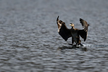 Des perches pour les Grands Cormorans Bild 21