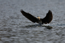Des perches pour les Grands Cormorans Image 22