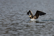 Des perches pour les Grands Cormorans Bild 23