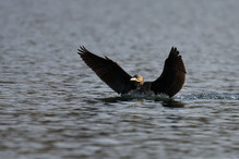 Des perches pour les Grands Cormorans Image 24