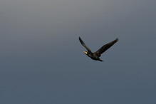 Des perches pour les Grands Cormorans Image 25