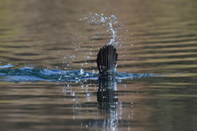 Des perches pour les Grands Cormorans Image 27