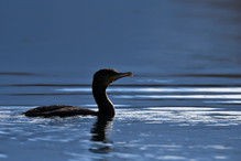 Des perches pour les Grands Cormorans Bild 28