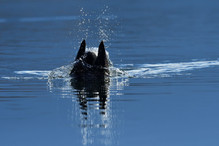 Des perches pour les Grands Cormorans Image 29