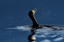 Des perches pour les Grands Cormorans Image 30