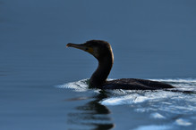 Des perches pour les Grands Cormorans Image 31