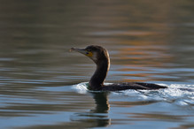 Des perches pour les Grands Cormorans Image 32