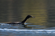 Des perches pour les Grands Cormorans Image 33